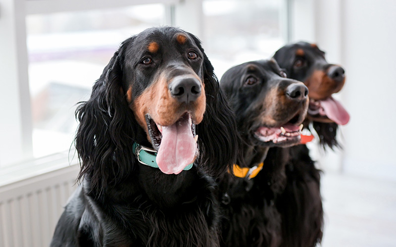 Corsi e Lezioni di Educazione per Cani Adulti