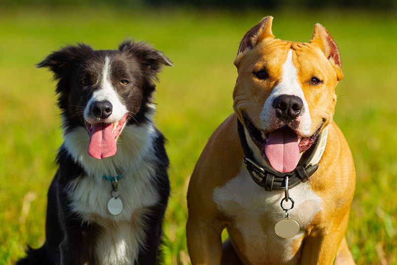 Educatore cinofilo - Corsi e Lezioni di Educazione per Cani Adulti