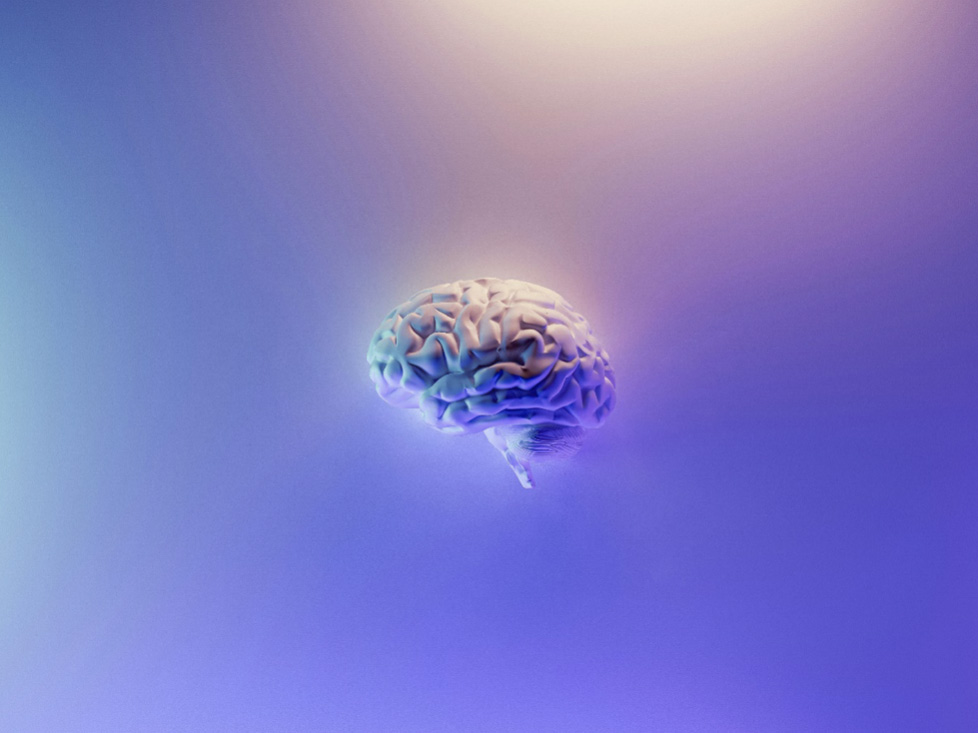 Cosa sono le neuroscienze e perché sono importanti anche in cinofilia